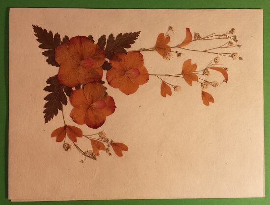 Dried Flower 2