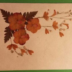 Dried Flower 2